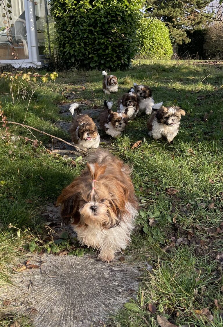glückliche Shihtzu Welpen