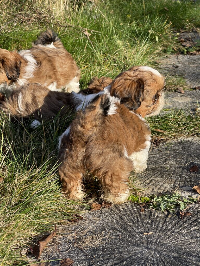 Shih Tzu Welpe Schokoladenseite