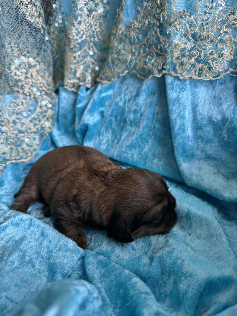 Shih Tzu Welpe Y-Wurf