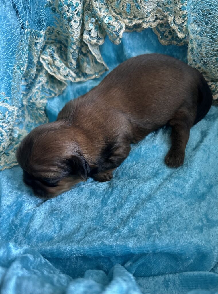 Shih Tzu Welpe Y-Wurf