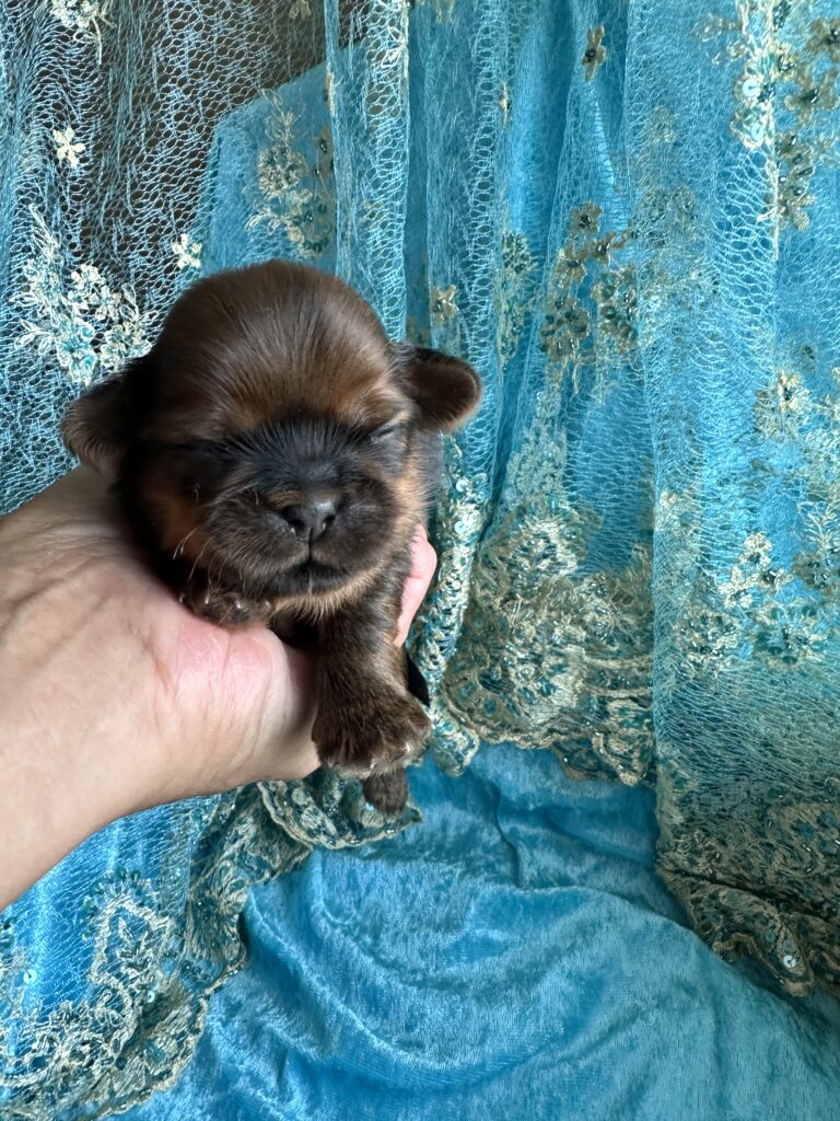 Shih Tzu Welpe Y-Wurf
