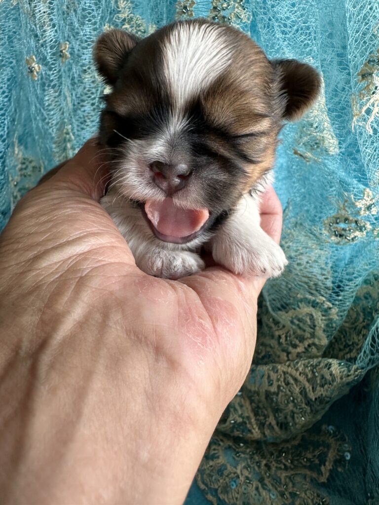 Shih Tzu Welpe Y-Wurf