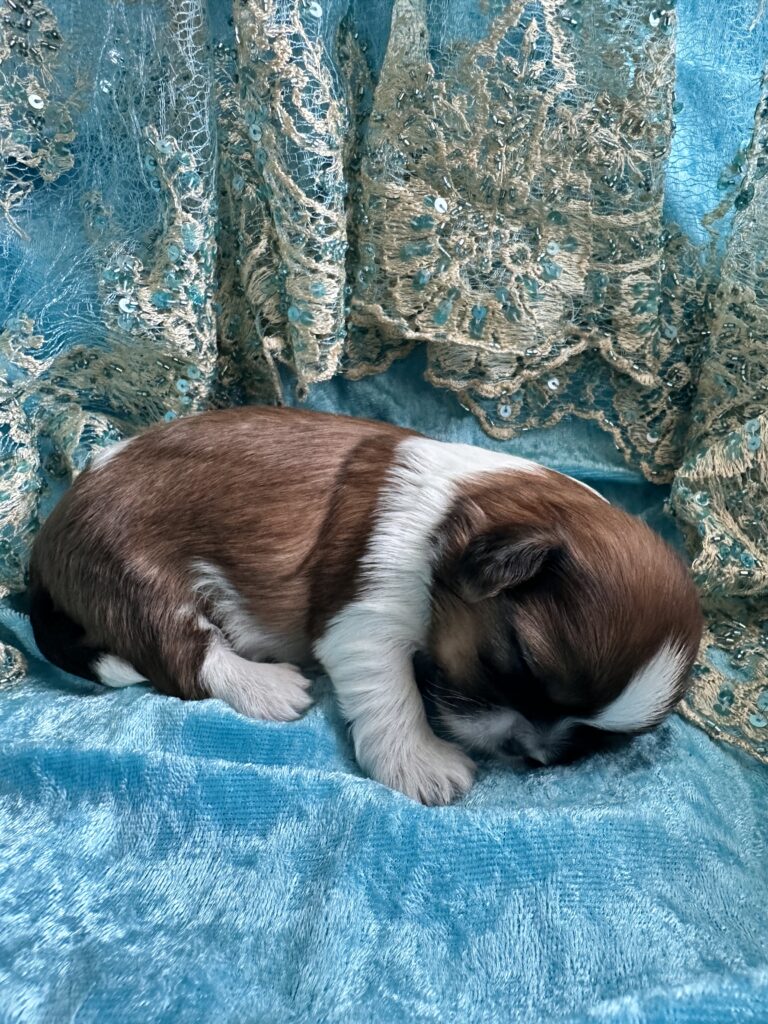 Shih Tzu Welpe Y-Wurf